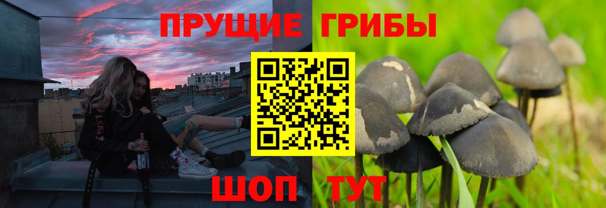 Галлюциногенные грибы Psilocybine cubensis Большой Камень